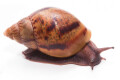 Achatina achatina achatina Ghana typ 2 F1 semiadult
